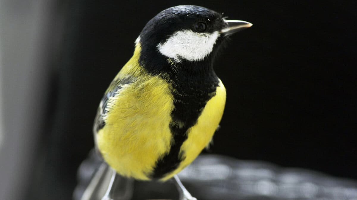 Changing habits help animals cope with climate threats, new study finds