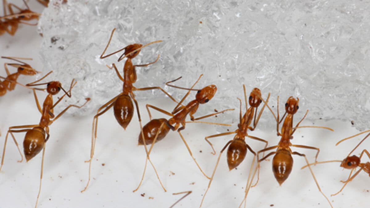 Why the ants took over the world