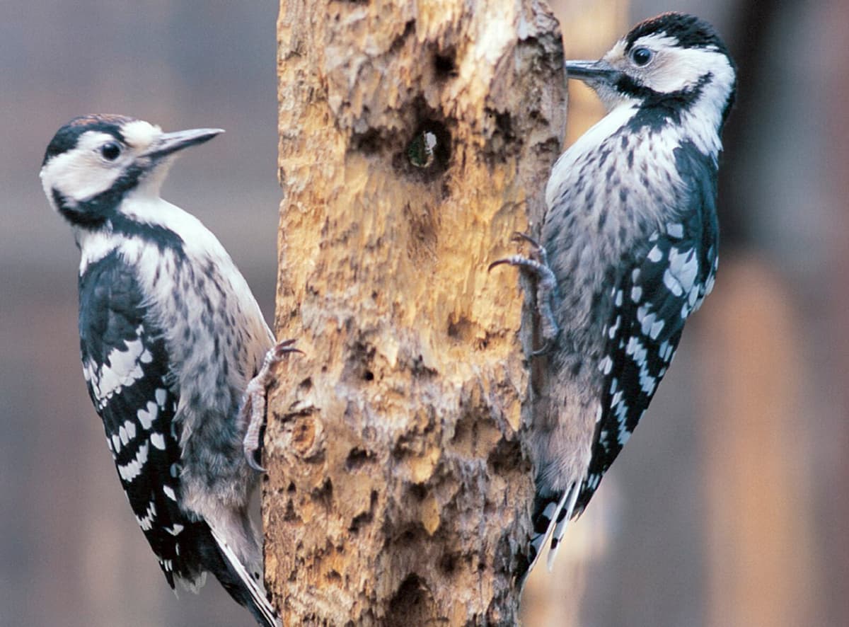 White-Backed Woodpecker Population Rises in Sweden After Conservation Efforts