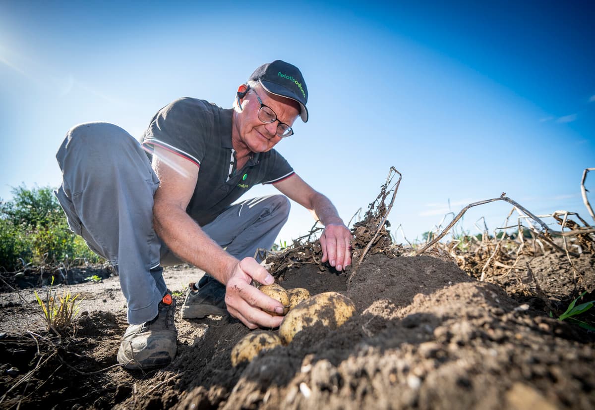 Swedish Potato Farmers Face PFAS Dilemma Amid Consumer Demands