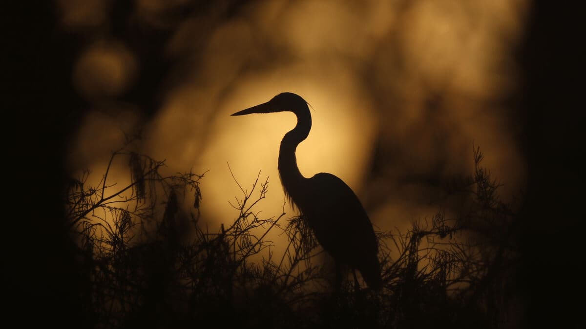 Winners and losers for birds when spring is moved