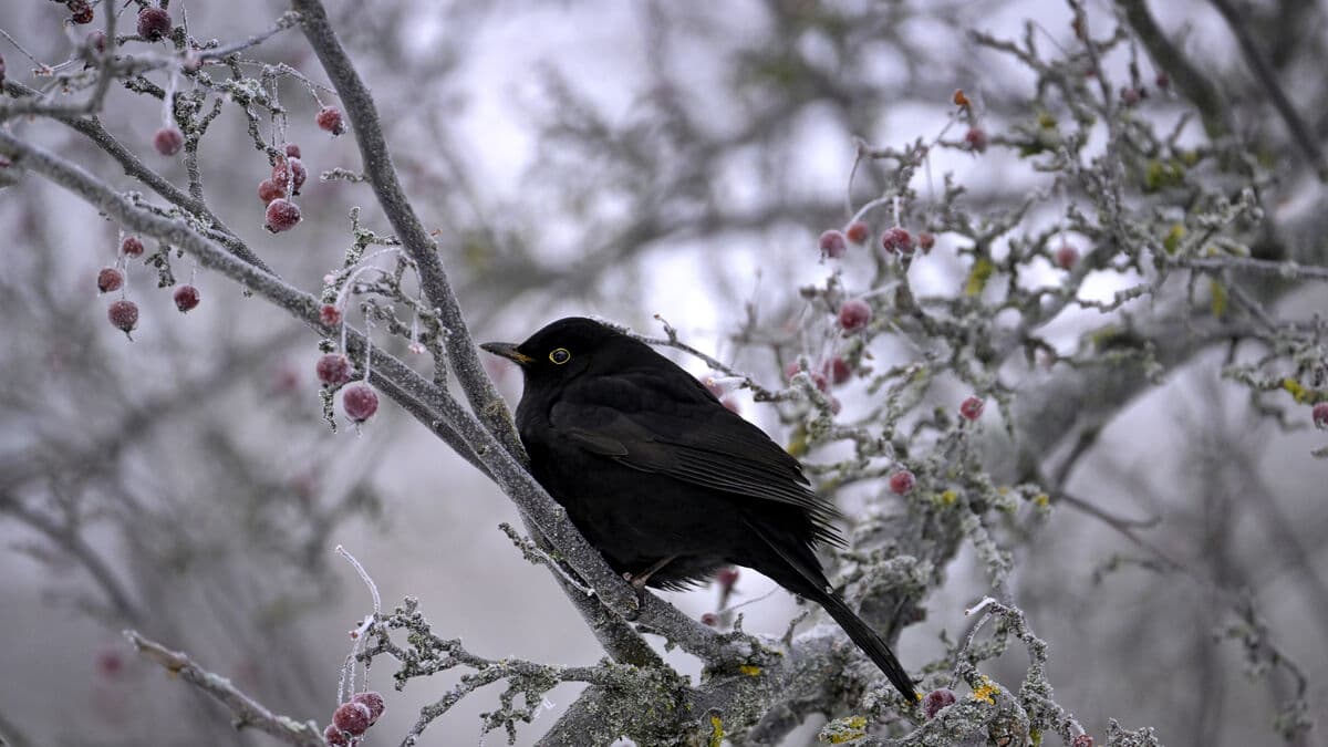 Beautiful birds set bird count record in Sweden