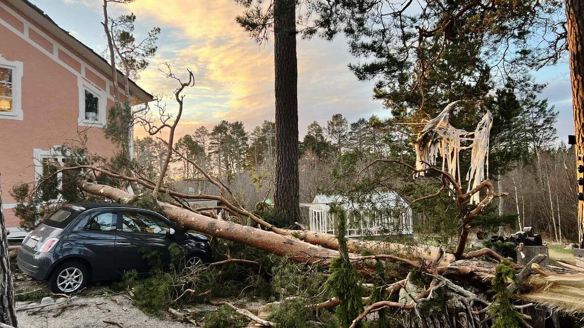Made his way with a chainsaw after Storm Johannes - picking stick