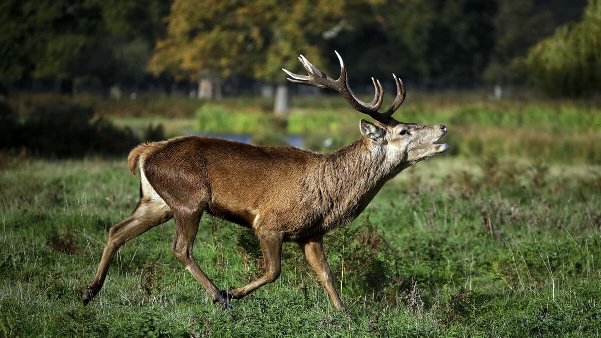 Hunter Misses Deer, Accidentally Shoots Into House in Norrtälje