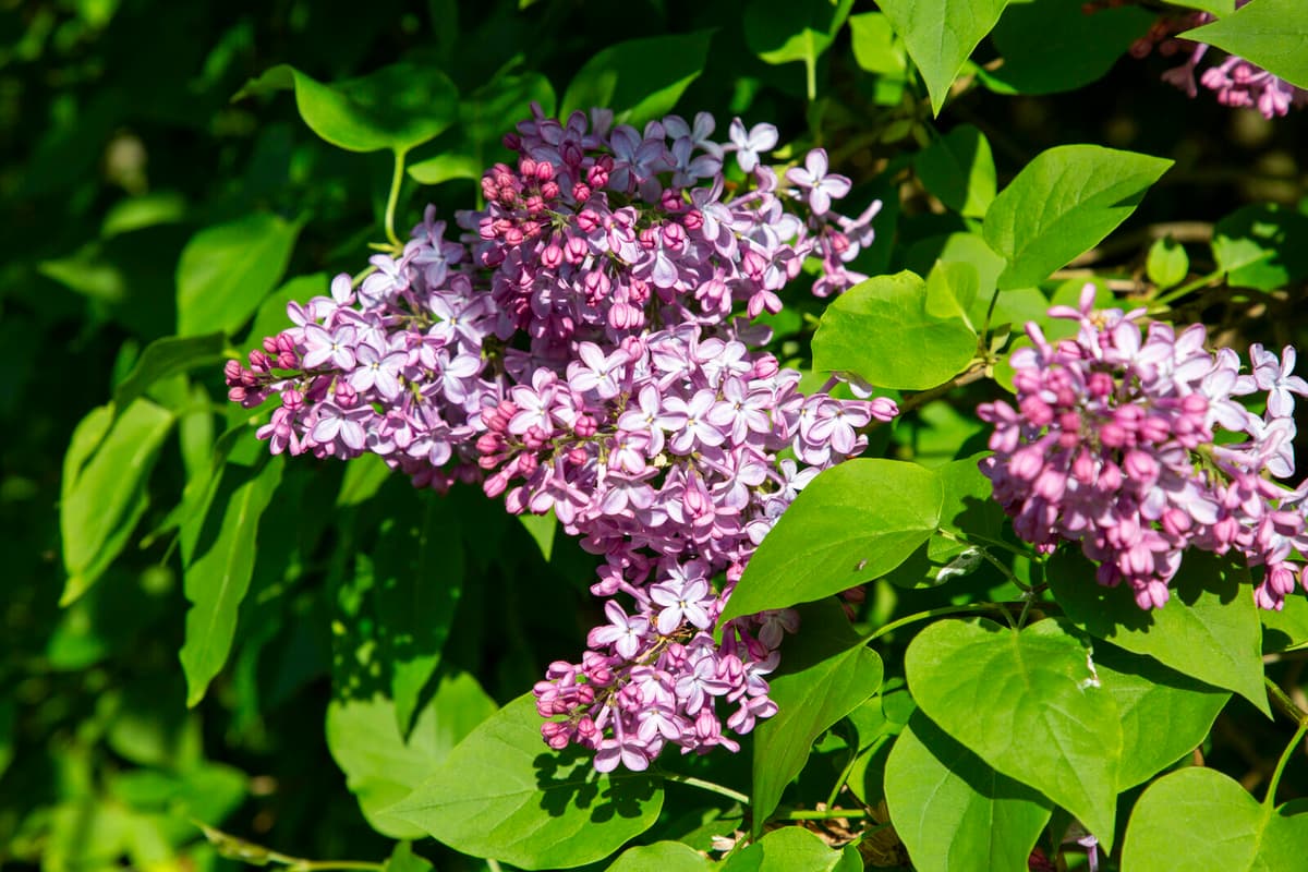 Norway Proposes Ban on Lilacs as Invasive Species