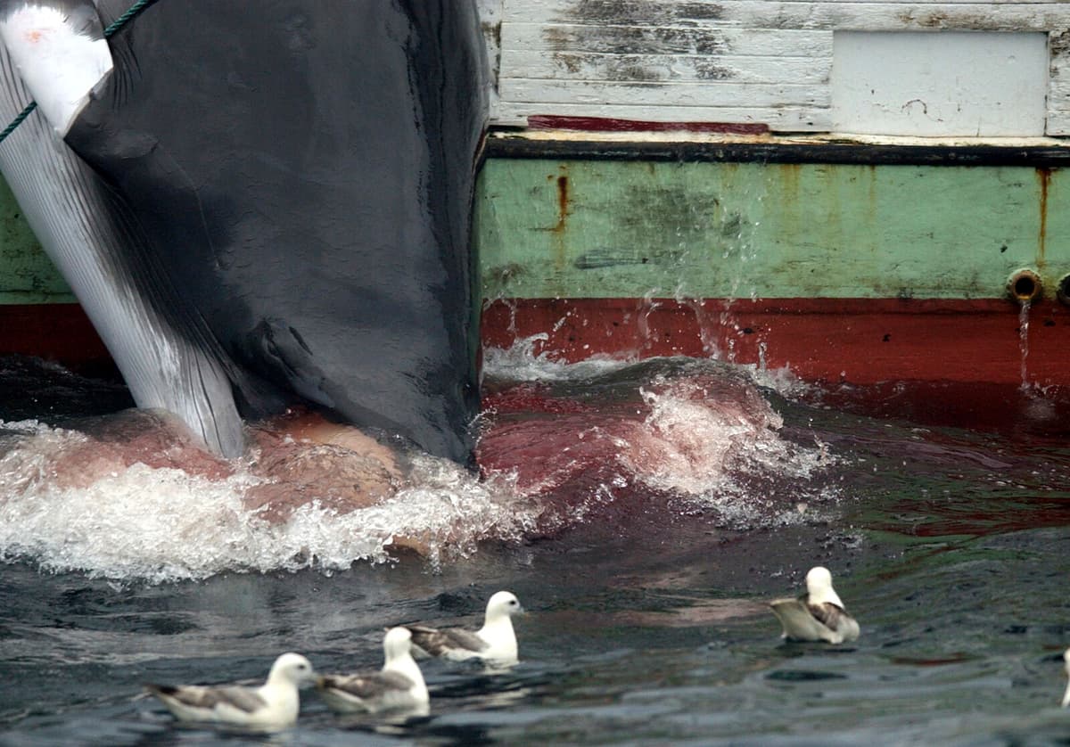 Iceland Halts Whaling Season Again Due to Market Challenges