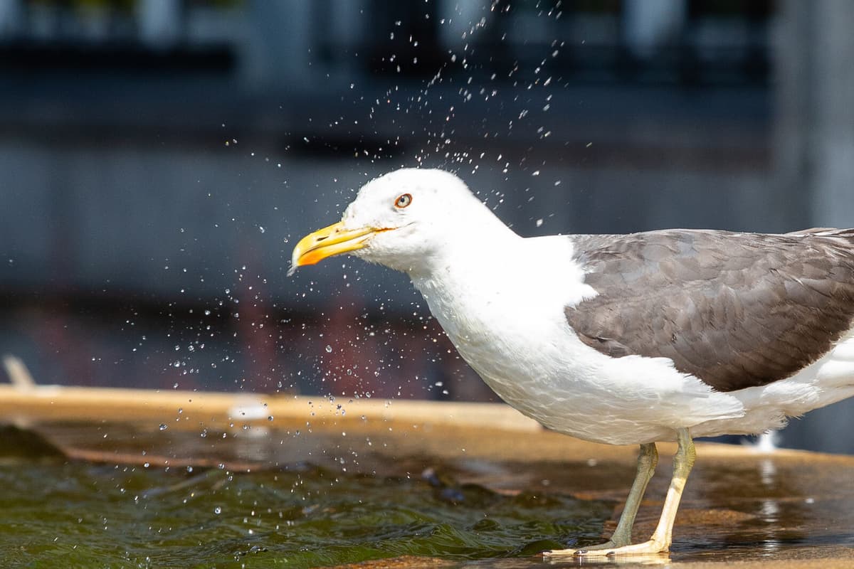 Scotland Urges Action on Aggressive Seagulls Amid Safety Concerns