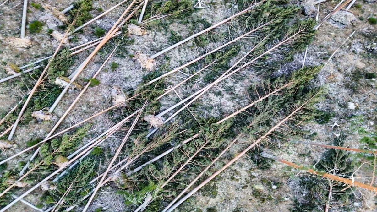 Worst storm damage to the forest in ten years likely from Storm Johannes