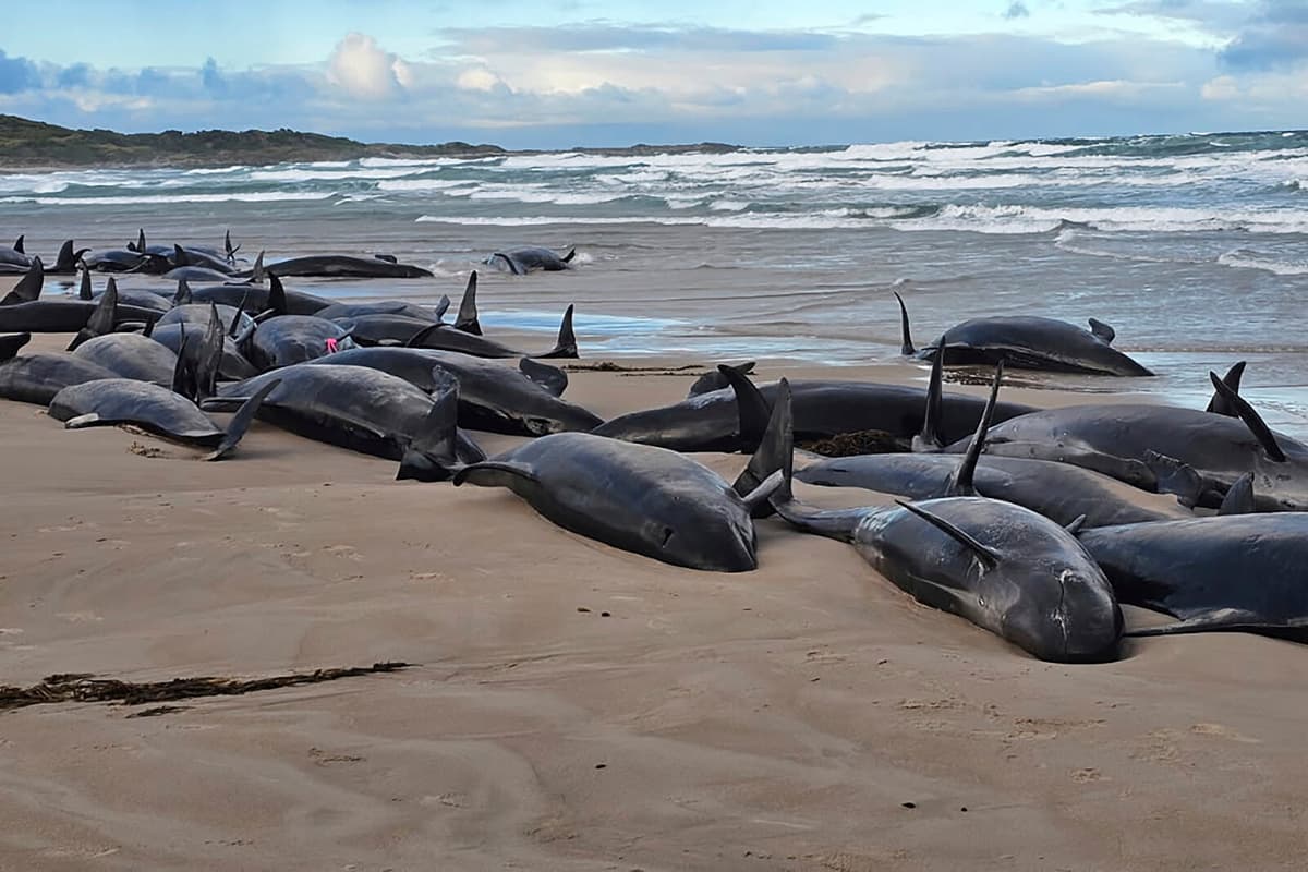 Stranded False Killer Whales to be Put Down