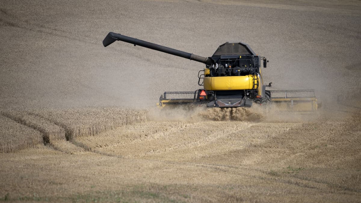 Largest grain harvest since 1984