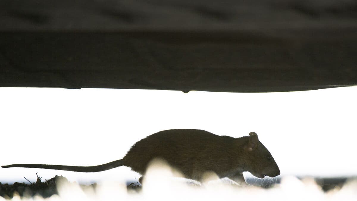 Stressed rats more likely to seek cannabis than calmer peers