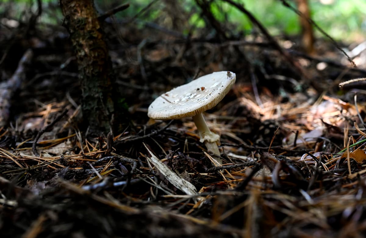Life Sentence for Woman in Deadly Mushroom Poisoning in Australia