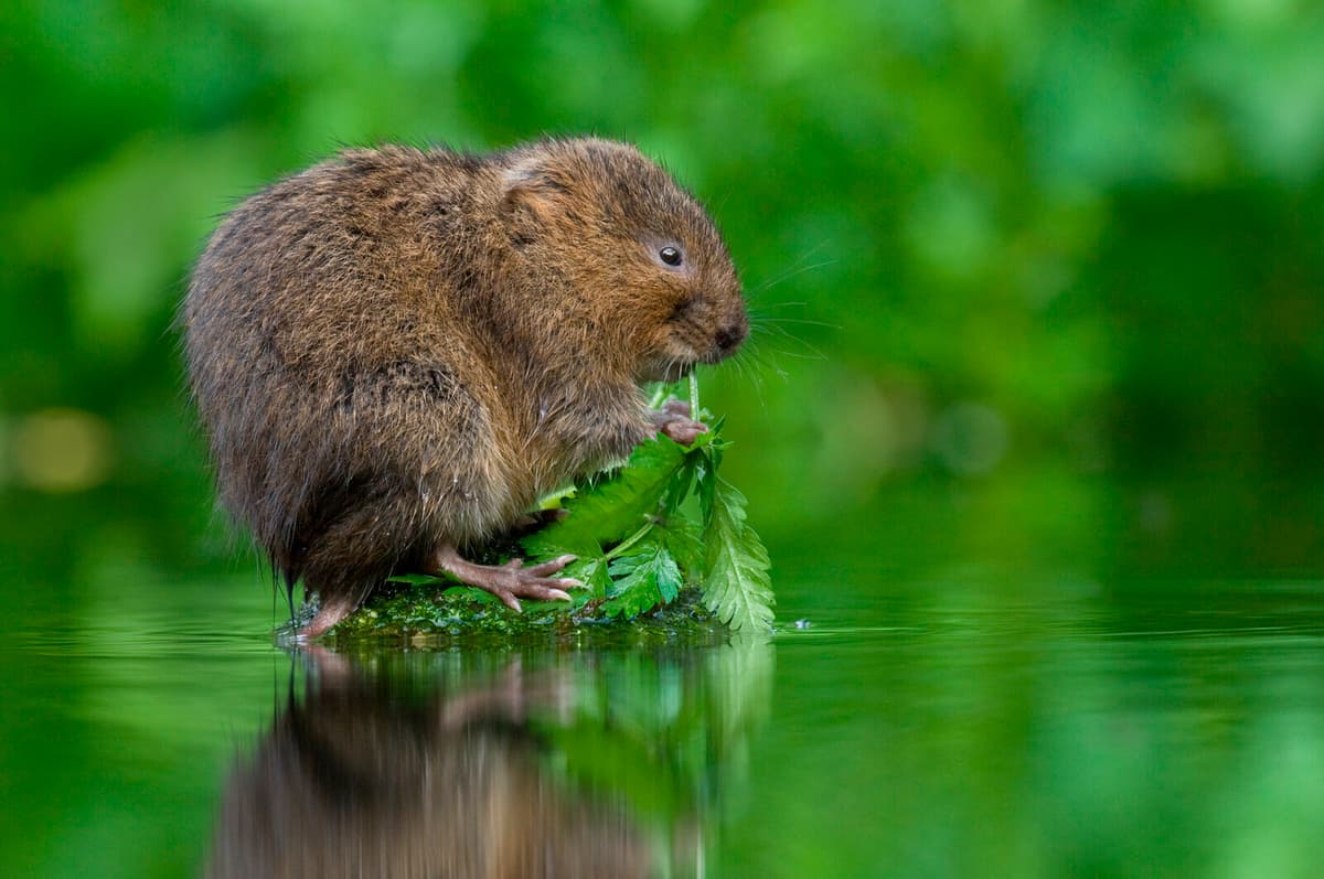 Water Voles Tracked with Edible Glitter in Conservation Effort