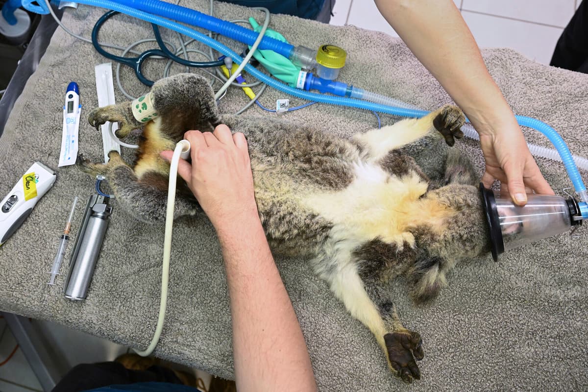 New Vaccine Offers Hope Against Chlamydia for Australia's Koalas