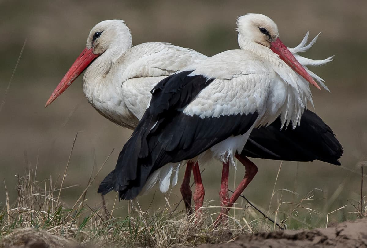 Stork Flock Visits Hälsingland Village in Unusual Stopover