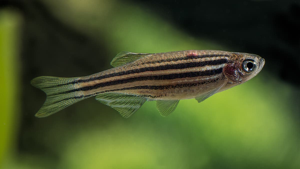 Zebrafish Show Remarkable Climate Adaptation Abilities