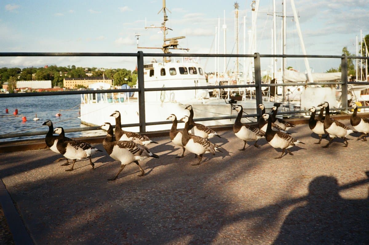 Jag har jobbat hemifrån hela veckan.