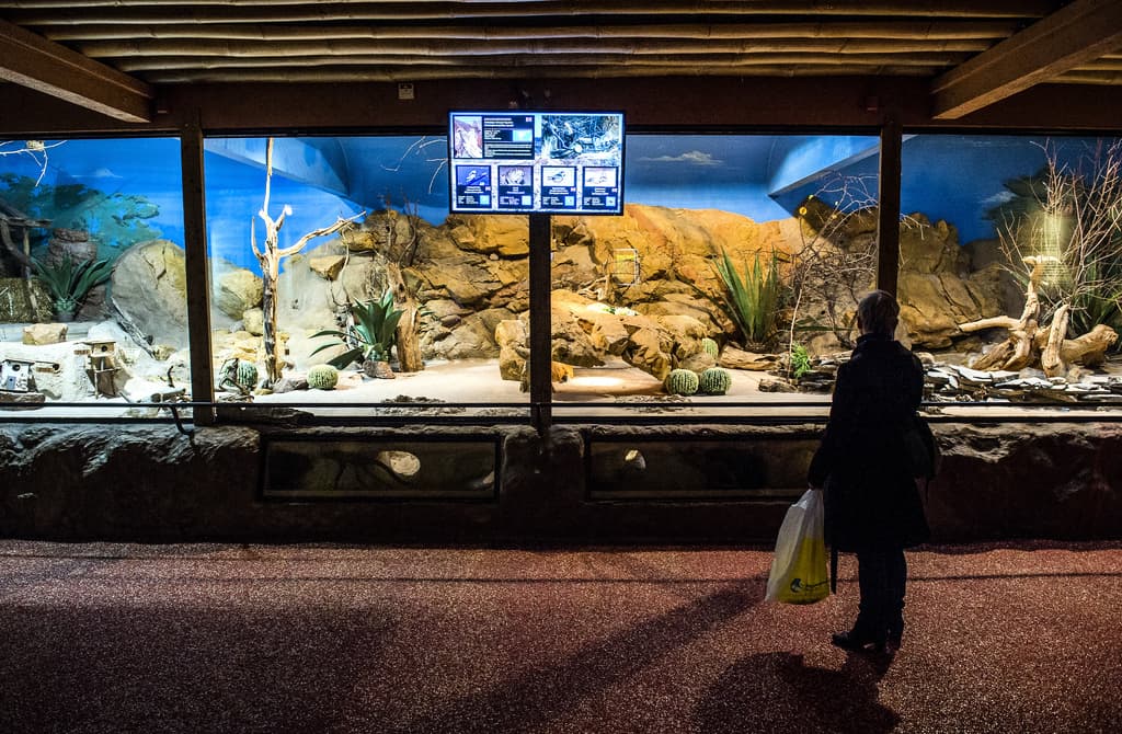 Zookeeper at Skansen bitten by snake