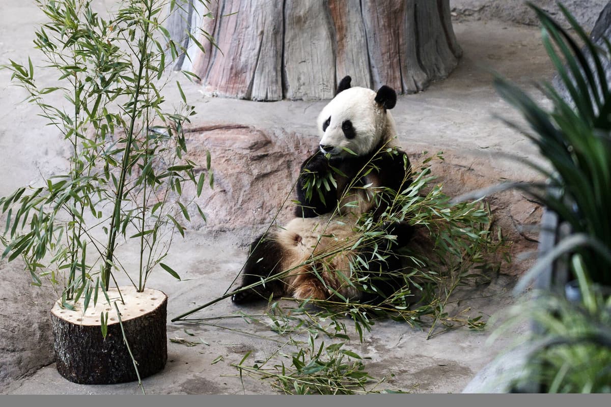 Diplomatic pandas in Finland are being sent back to China