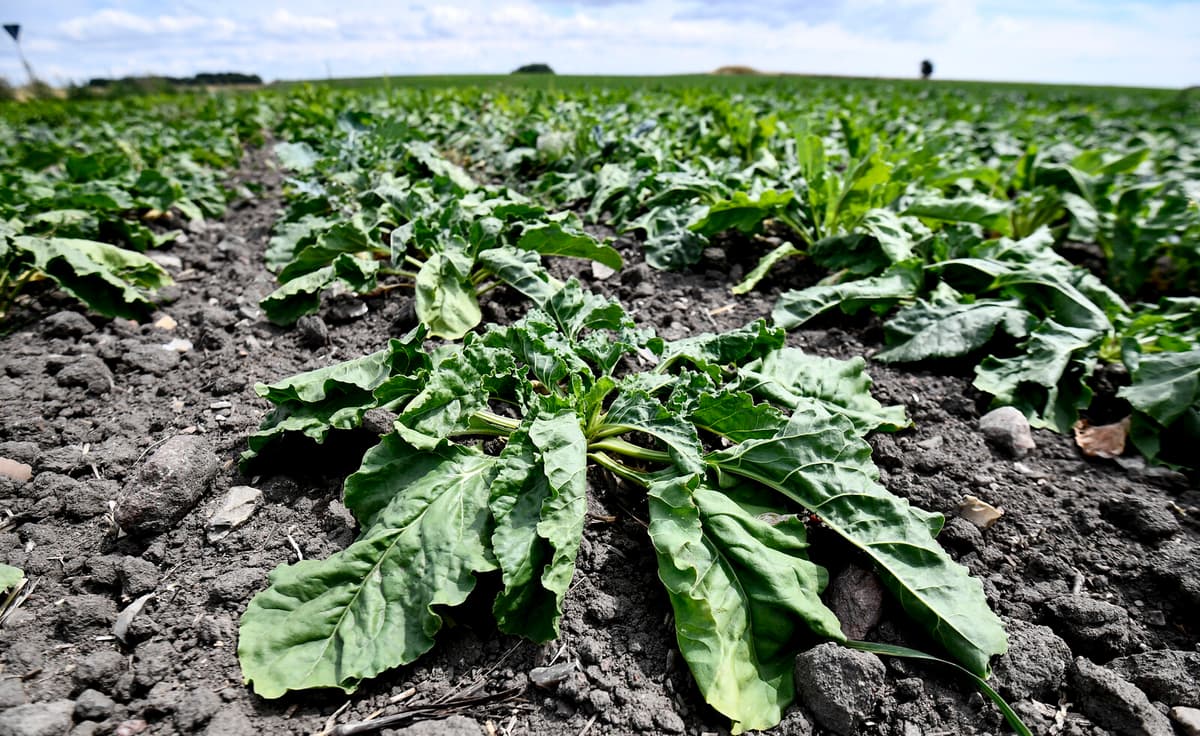 Prices of Global Food Take Off