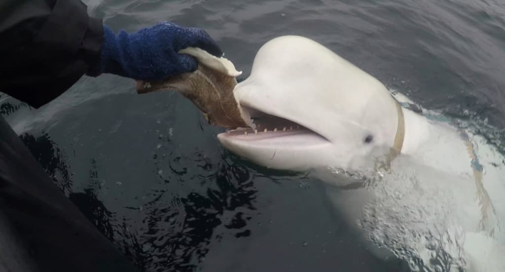 Organizations: Beluga Whale Hvaldimir Was Shot