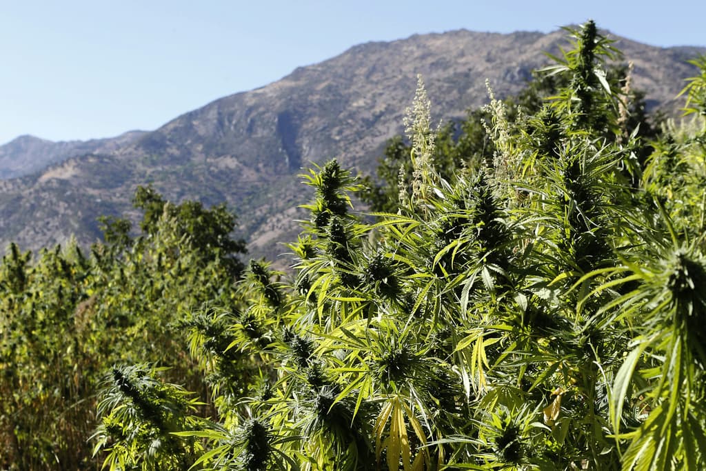 The King Pardons Thousands of Cannabis Farmers