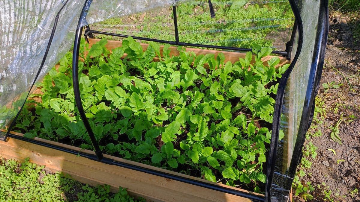 Kolonilott explained